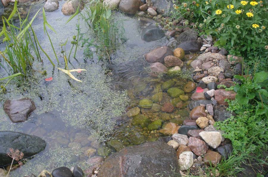 Рыбный пруд на даче