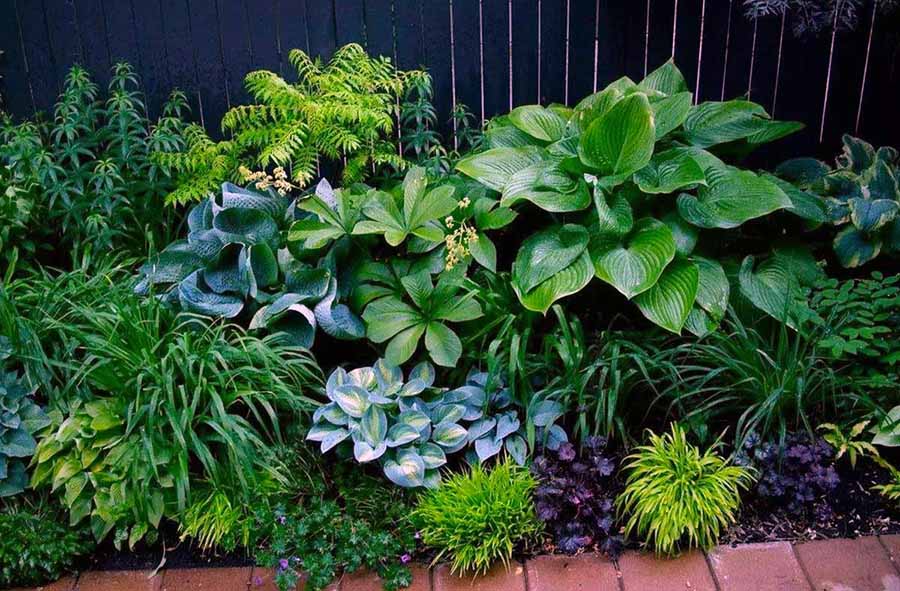 Сочные зеленые растения для клумбы в тени