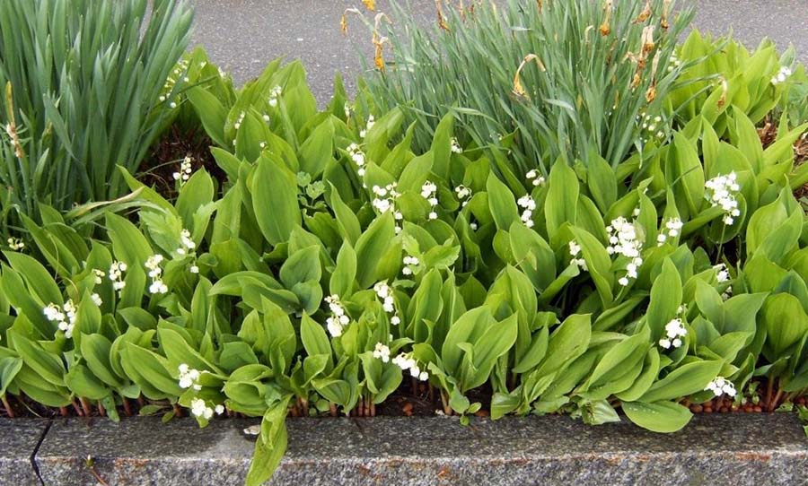 Тенелюбивые цветы многолетники