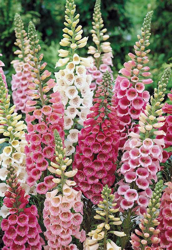 Квіти наперстянки для створення літнього квітника у тіні