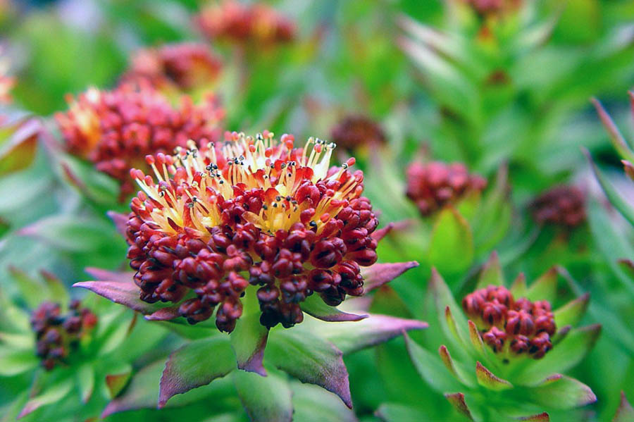 Вирощування пряних трав у квітнику в тіні