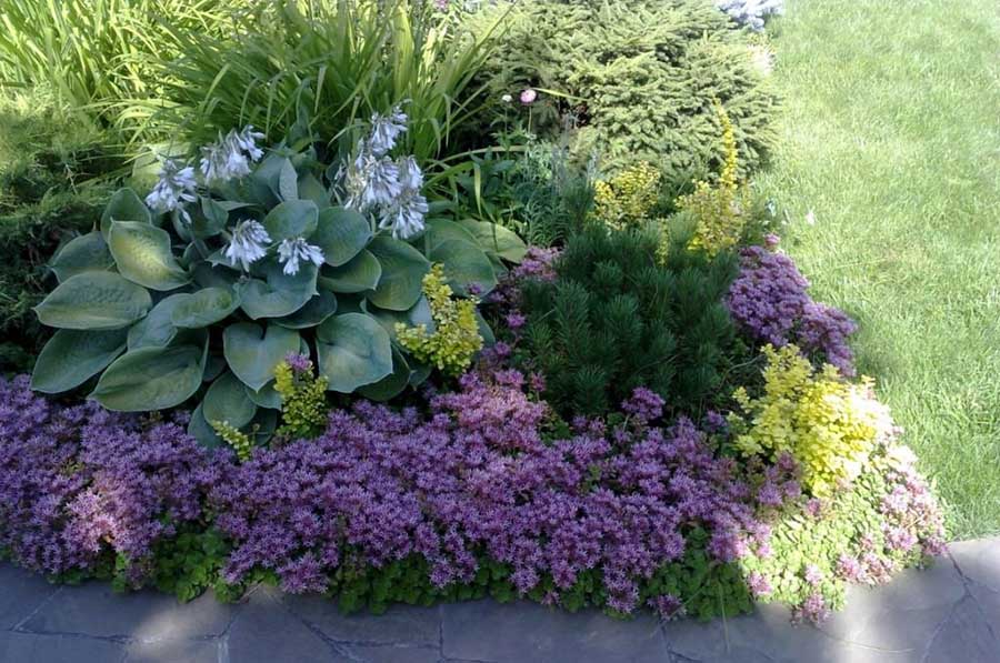 Выращивание цветов в тени у дорожки