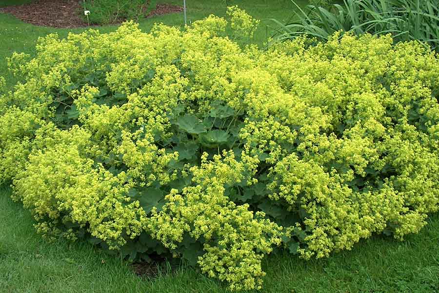 Вирощування в тіньовому квітнику жовтих кущових рослин