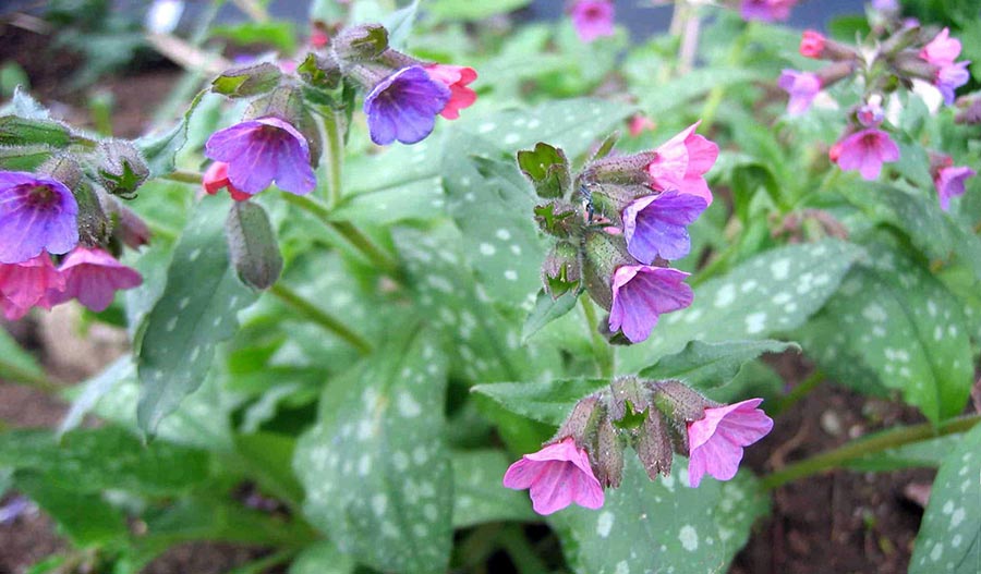 Яскраві квіти різного забарвлення для квітника у тіні