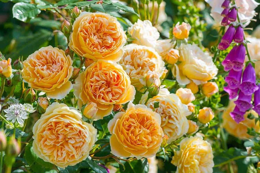 Посадка англійських сортів троянди