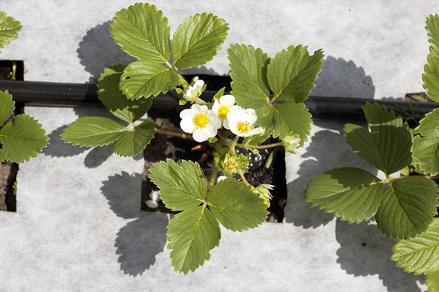 Правила посадки полуниці під агроволокно