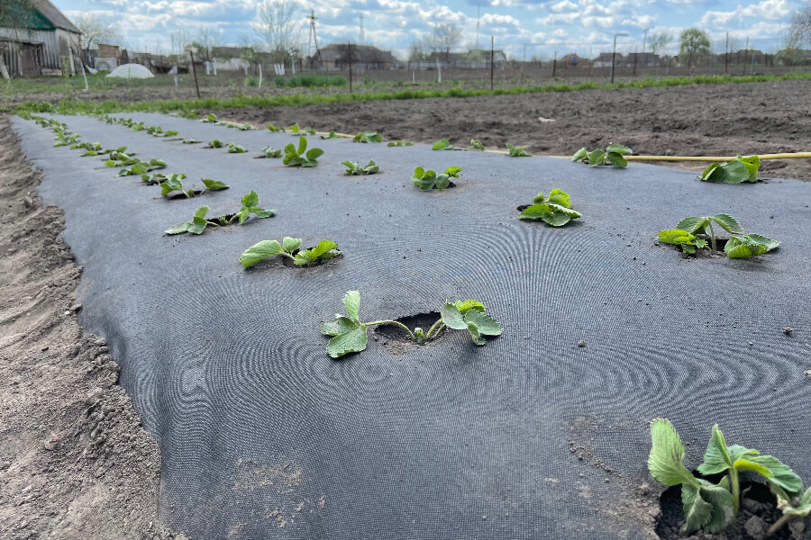 посадка полуниці під агроволокно