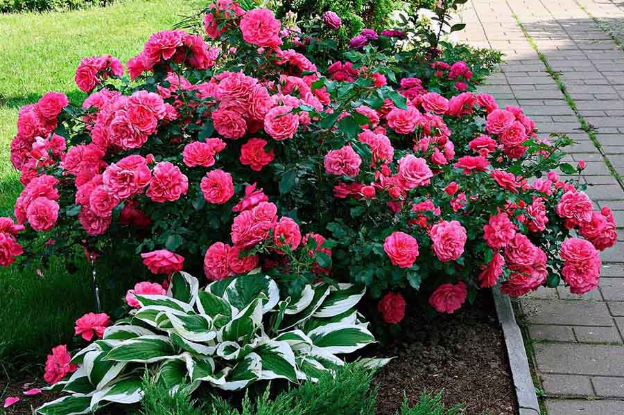 Коли садити троянди навесні в Україні