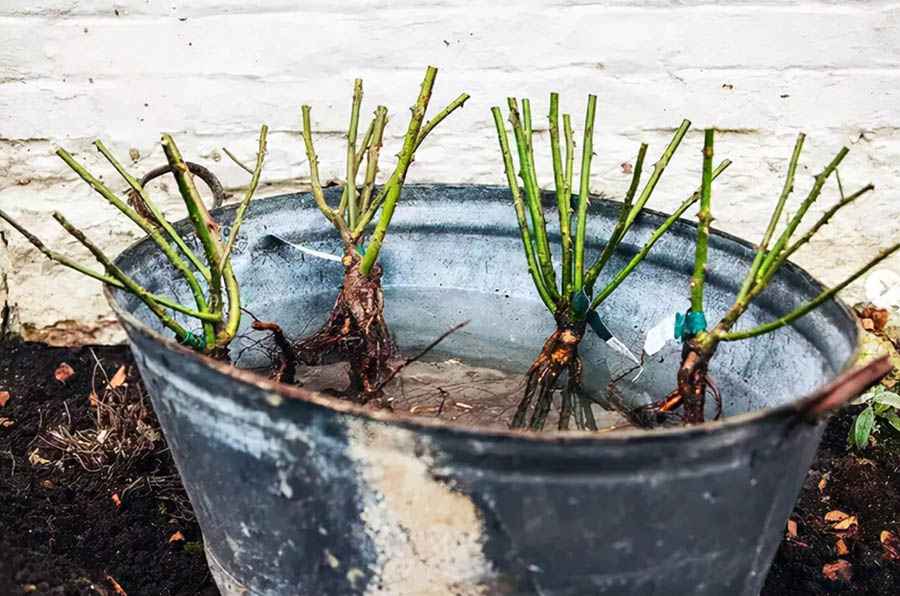 Подготовка саженцев розы к посадке