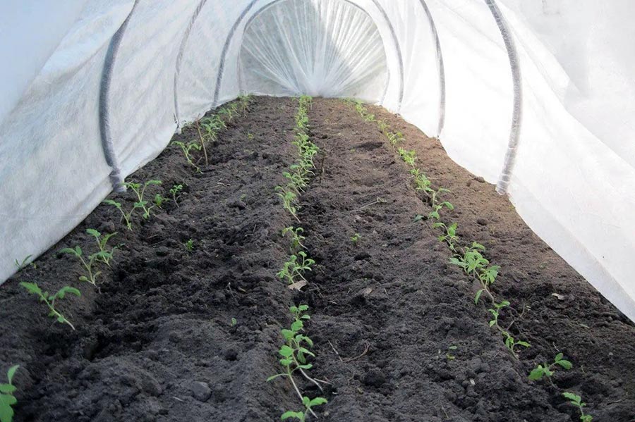 Посадка клубники под агроволокно