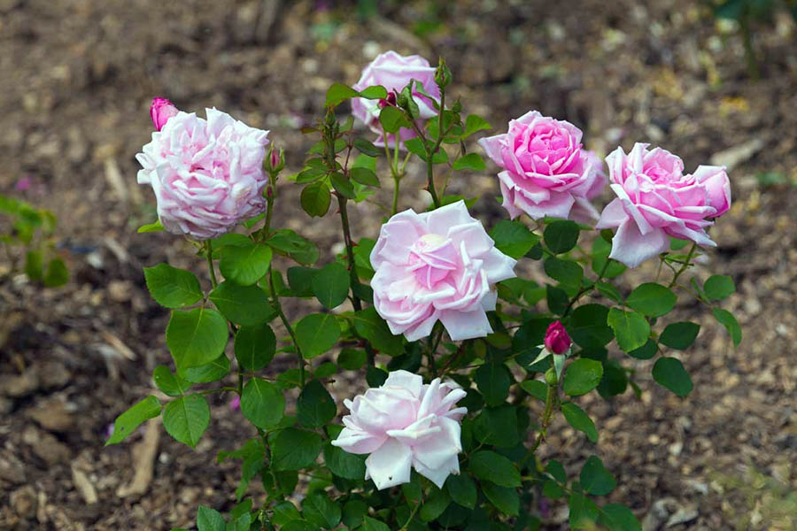 Вирощування гібридних чайних сортів троянди