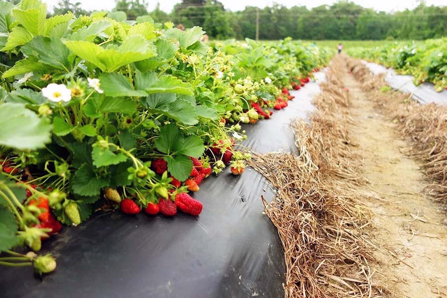 Вирощування полуниці на агроволокні