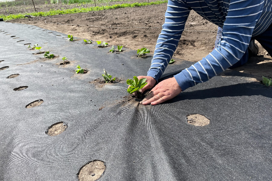 посадка клубники под агроволокно черное