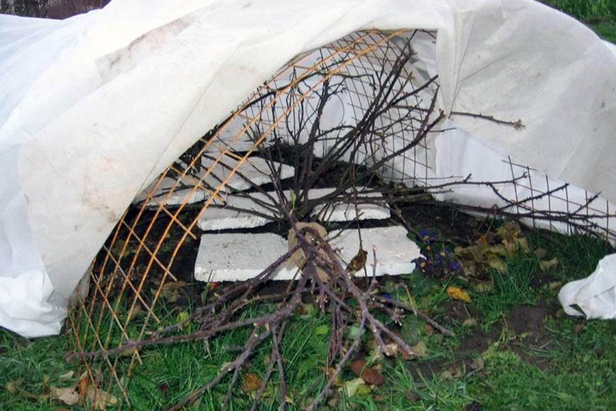 Метод захисту троянд від заморозків за допомогою руберойду