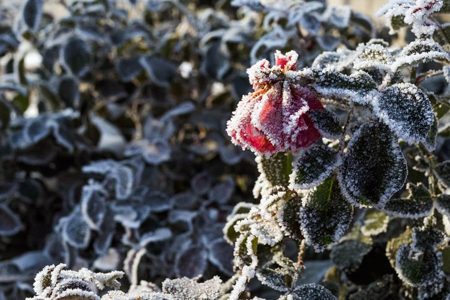 Морозостійкі сорти троянд для саду