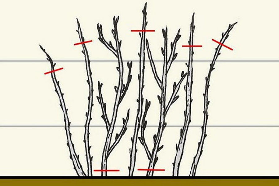 Частичная обрезка ремонтантной малины