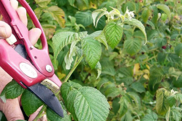 Як обрізати малину восени?