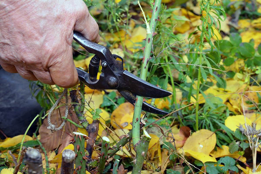 Як підготувати троянди до зими