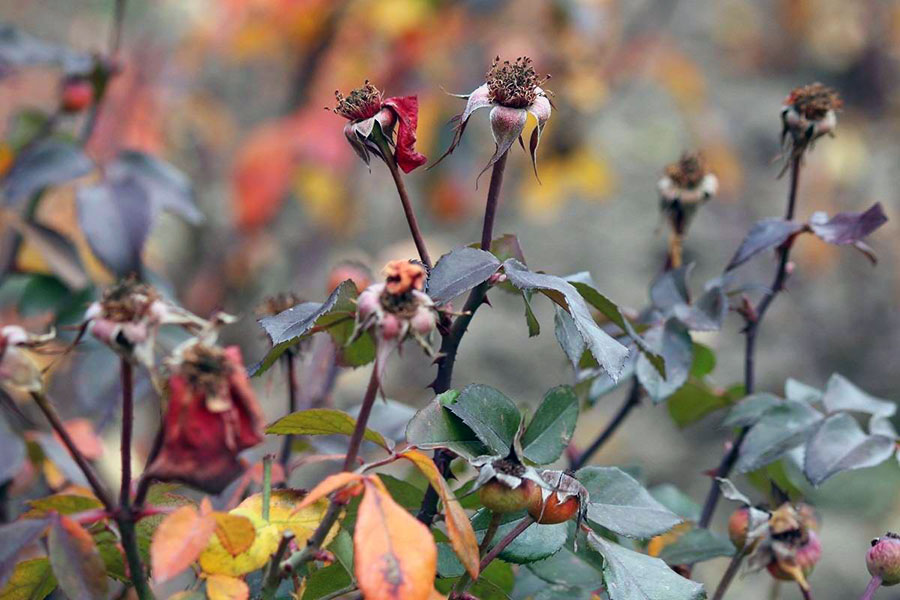 Коли приступити до обрізки троянд на зиму