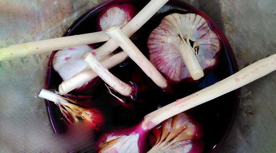 Обробка часнику марганцівкою від хвороб та шкідників