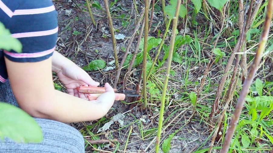 Обрізка та підживлення малини восени