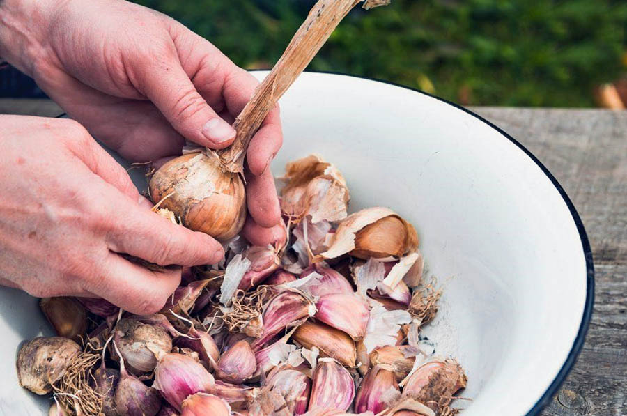 Очищення та обробка часнику перед посадкою