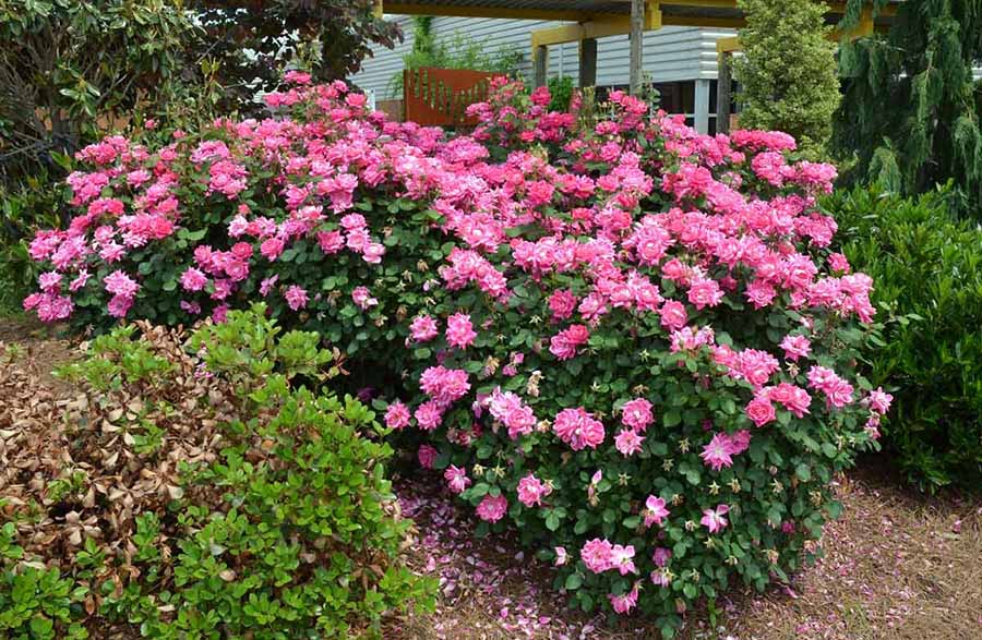 Подготовка полиантовых роз к зиме