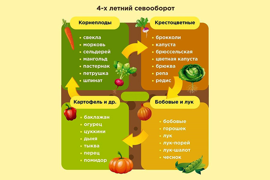 Приклад правильної сівозміни для посадки часнику
