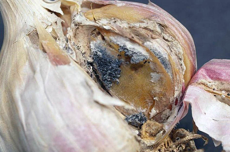 Поширені захворювання часнику