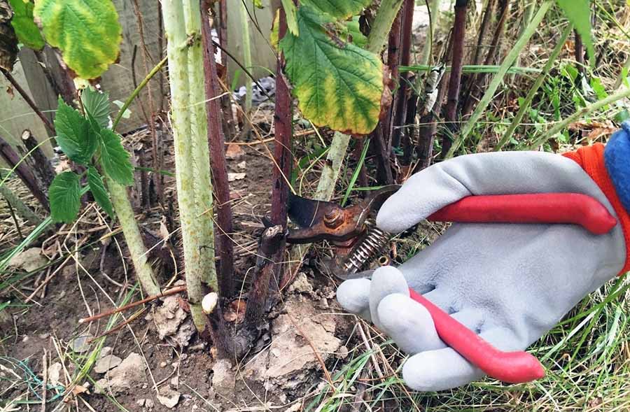 Уход за секатором для обрезания малины