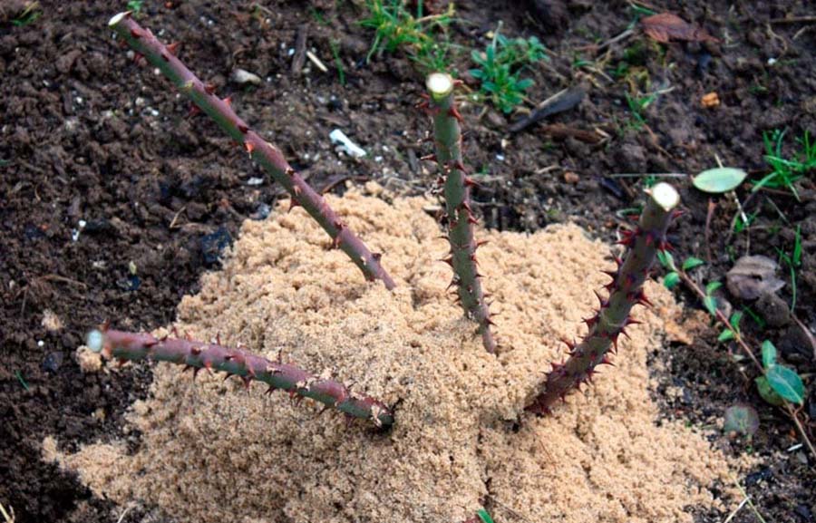Укриття троянд на зиму повітряно-сухим методом
