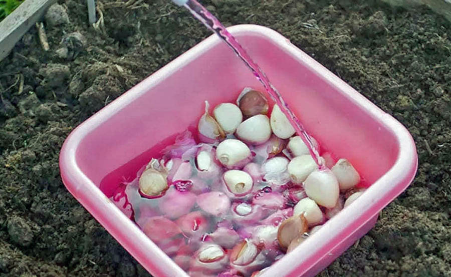 Замочування часнику перед посадкою в соляному розчині