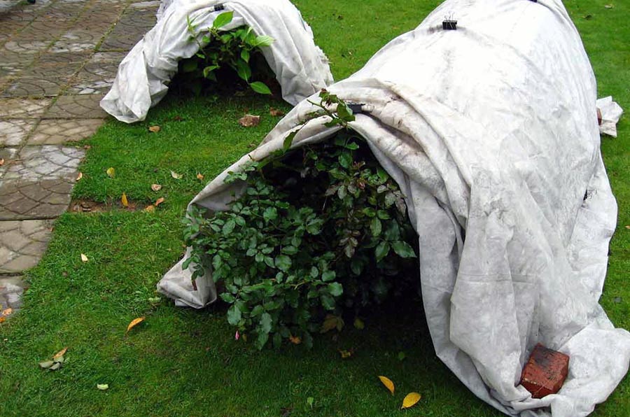 Захист троянд від морозів за допомогою руберойду