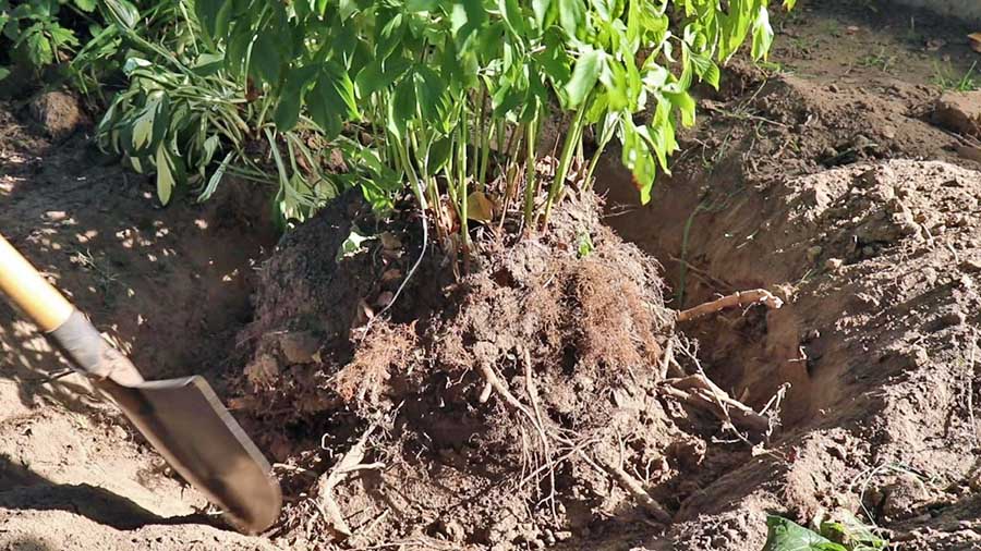 Акуратне викопування півонії для подальшої пересадки