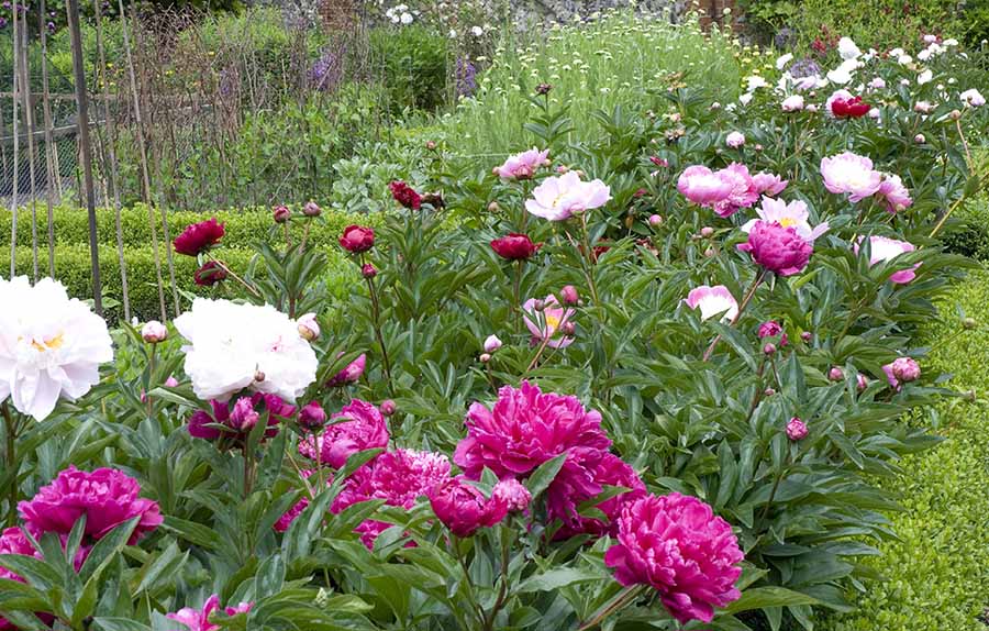 Що впливає на цвітіння півоній