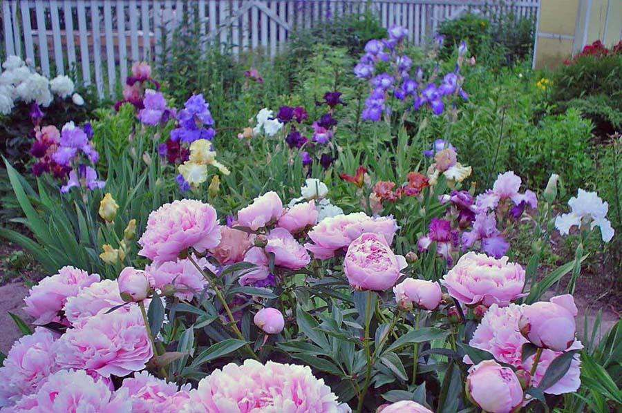 Як подовжити цвітіння півоній