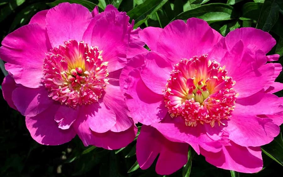 Як вибрати сорт півоній для саду та квітника