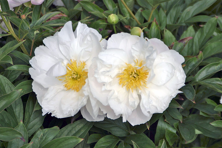 Які бувають півонії із середнім терміном цвітіння