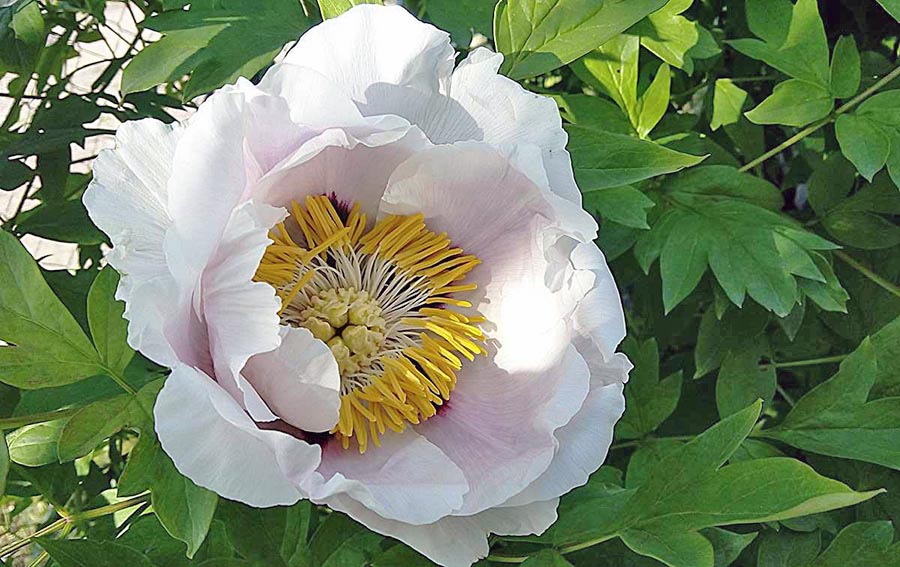 Найраніші сорти півонії для клумби