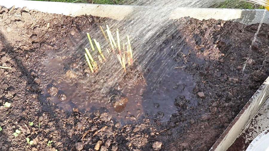 Догляд за півоніями після пересадки