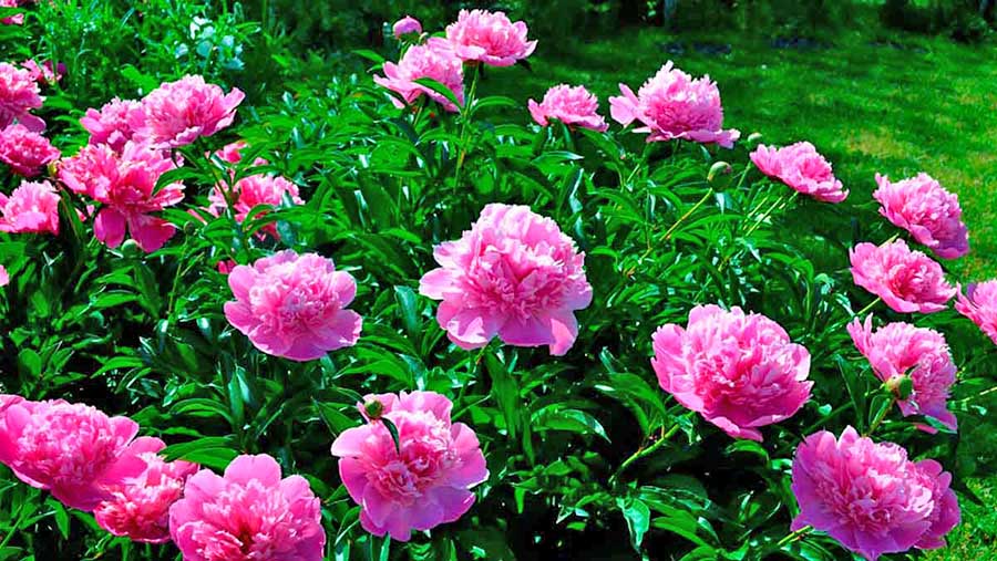 Види півоній для оформлення гарної клумби