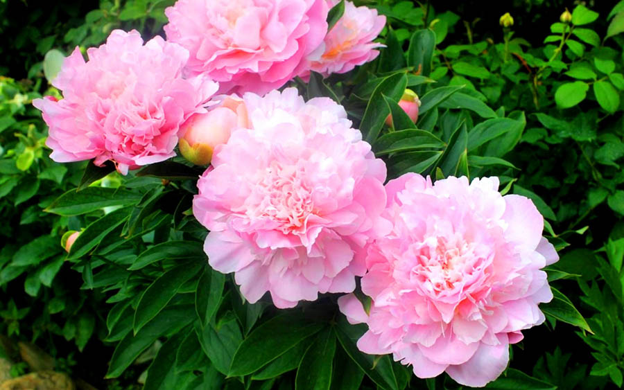 Час цвітіння махрових сортів півонії