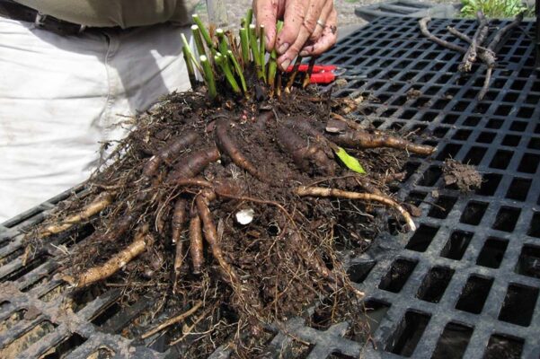 Як і коли краще пересаджувати півонії?