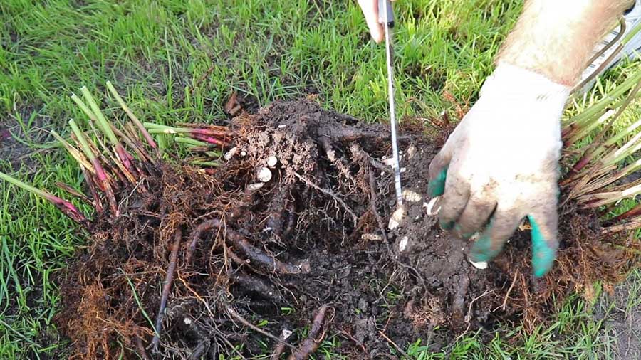 Как пересадить куст пиона