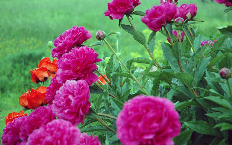 Коли розквітають махрові півонії у квітнику