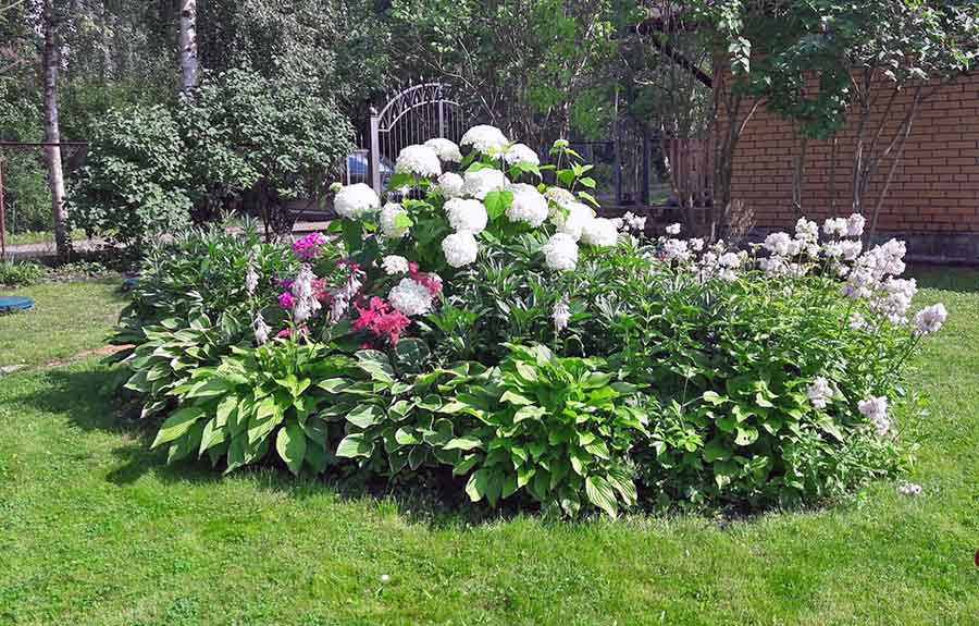 Красива клумба з півоніями різних сортів