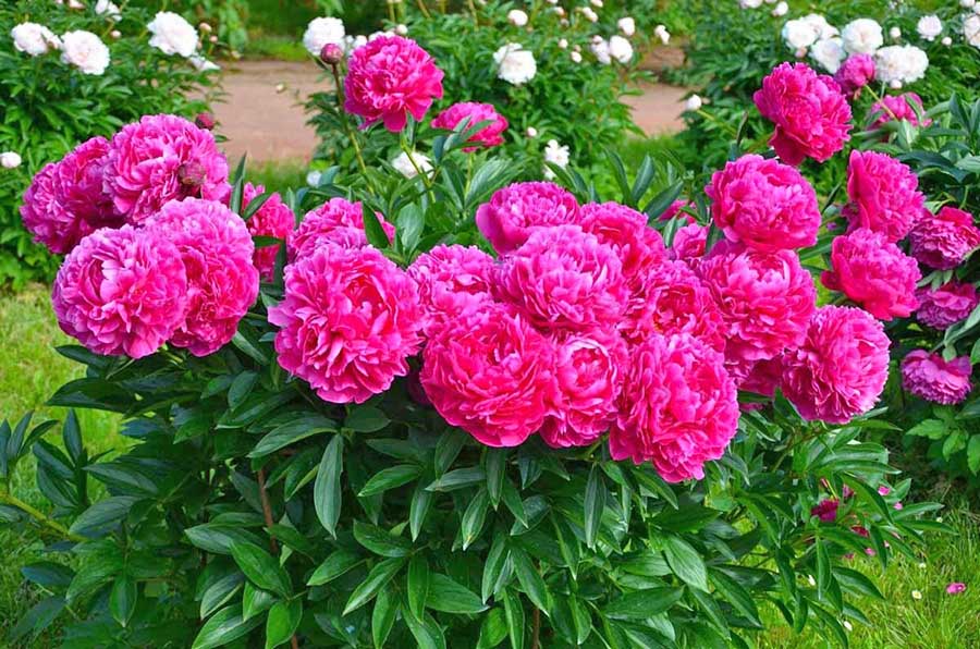 Красиве та пишне цвітіння півоній