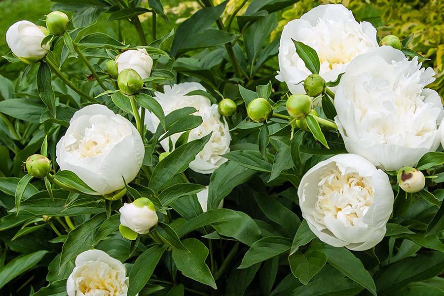 Найкращі сорти півонії із середнім цвітінням