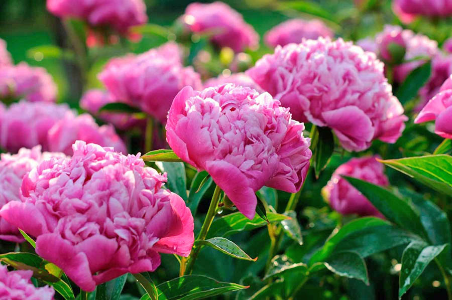 Особенности пересадки пионов весной