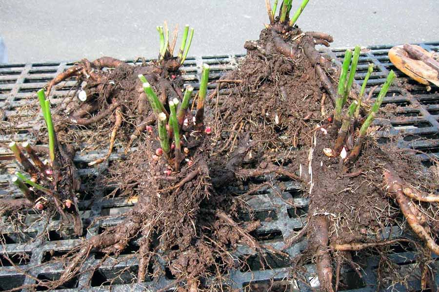 Пересадка півонії восени